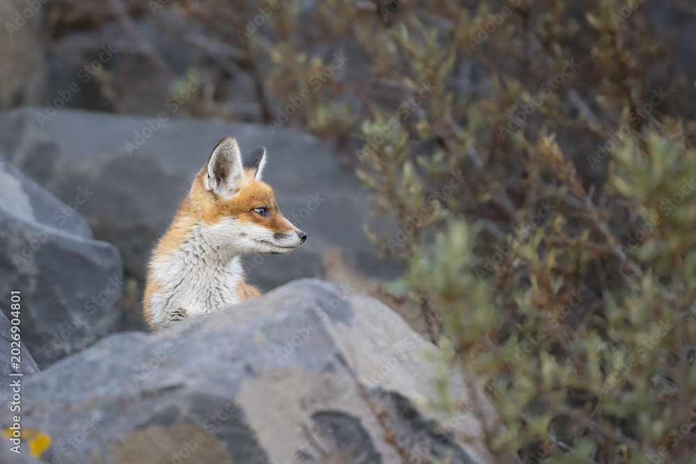 Fototapeta premium Young red fox cub in nature curious and to explore the world