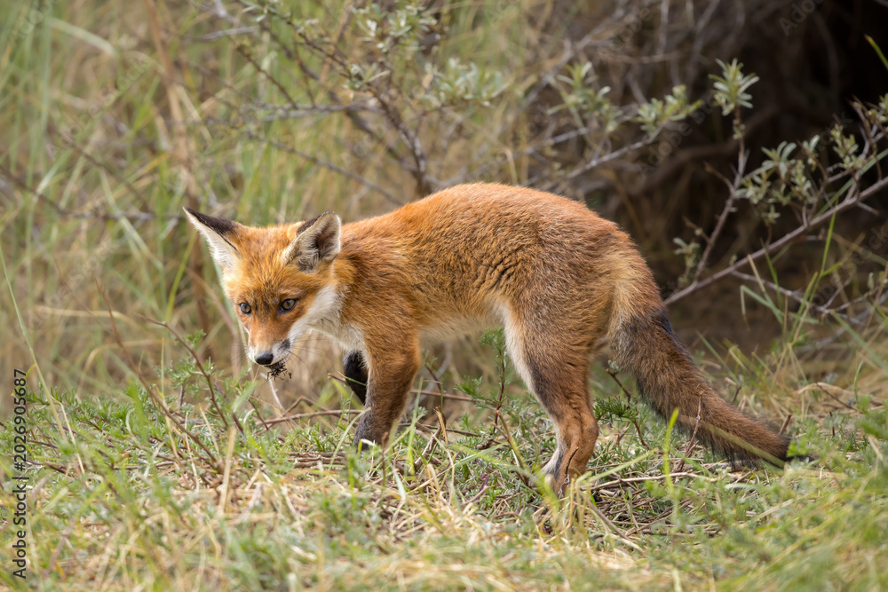 Fototapeta premium Young red fox cub in nature curious and to explore the world