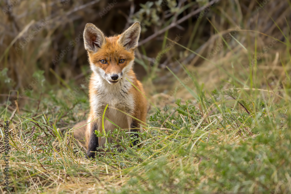 Fototapeta premium Young red fox cub in nature curious and to explore the world