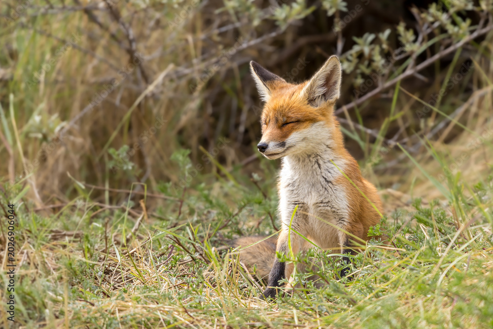 Fototapeta premium Young red fox cub in nature curious and to explore the world