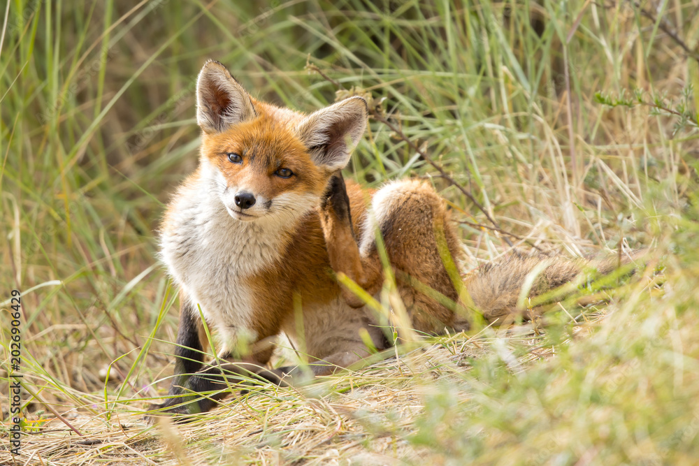 Fototapeta premium Young red fox cub in nature curious and to explore the world