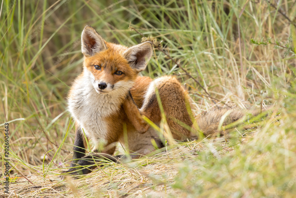 Fototapeta premium Young red fox cub in nature curious and to explore the world