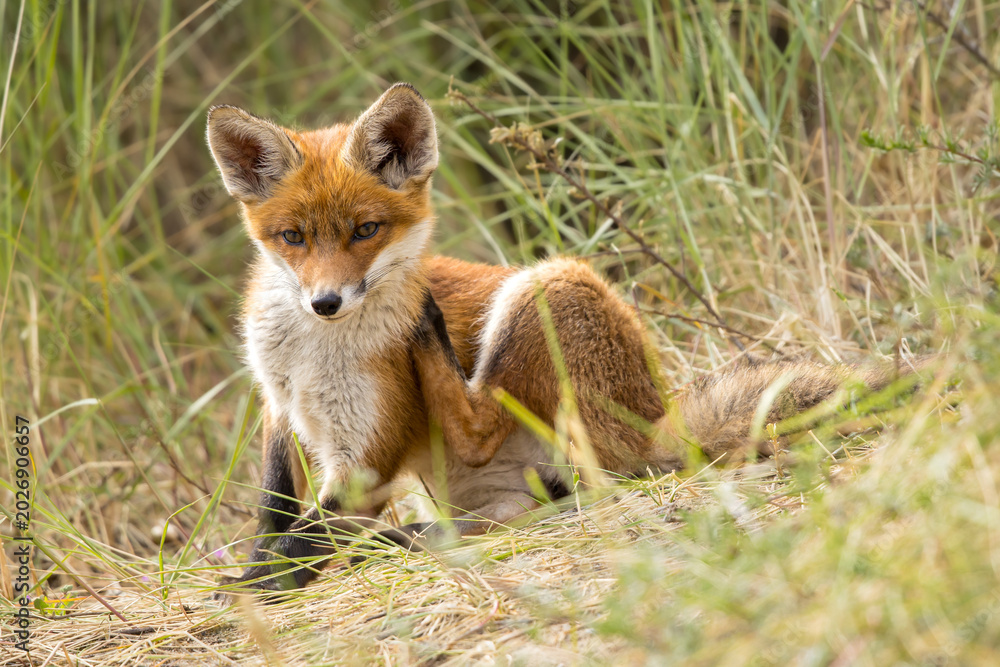 Fototapeta premium Young red fox cub in nature curious and to explore the world
