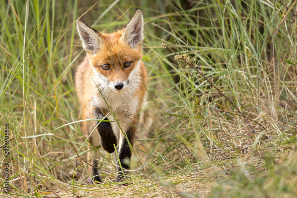Fototapeta premium Young red fox cub in nature curious and to explore the world