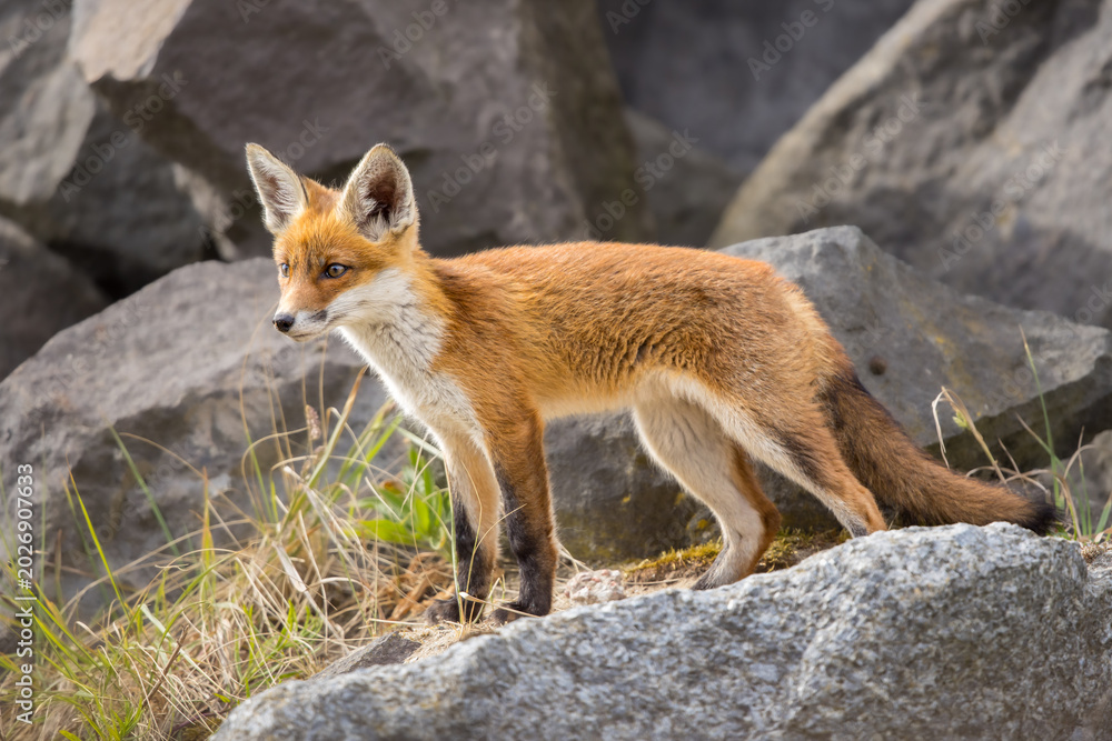 Fototapeta premium Young red fox cub in nature curious and to explore the world