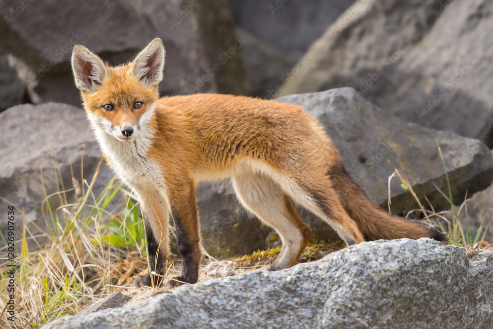 Fototapeta premium Young red fox cub in nature curious and to explore the world