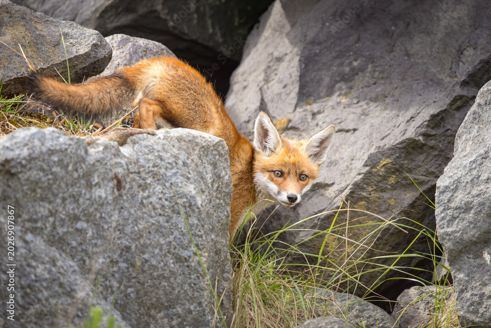 Fototapeta premium Young red fox cub in nature curious and to explore the world