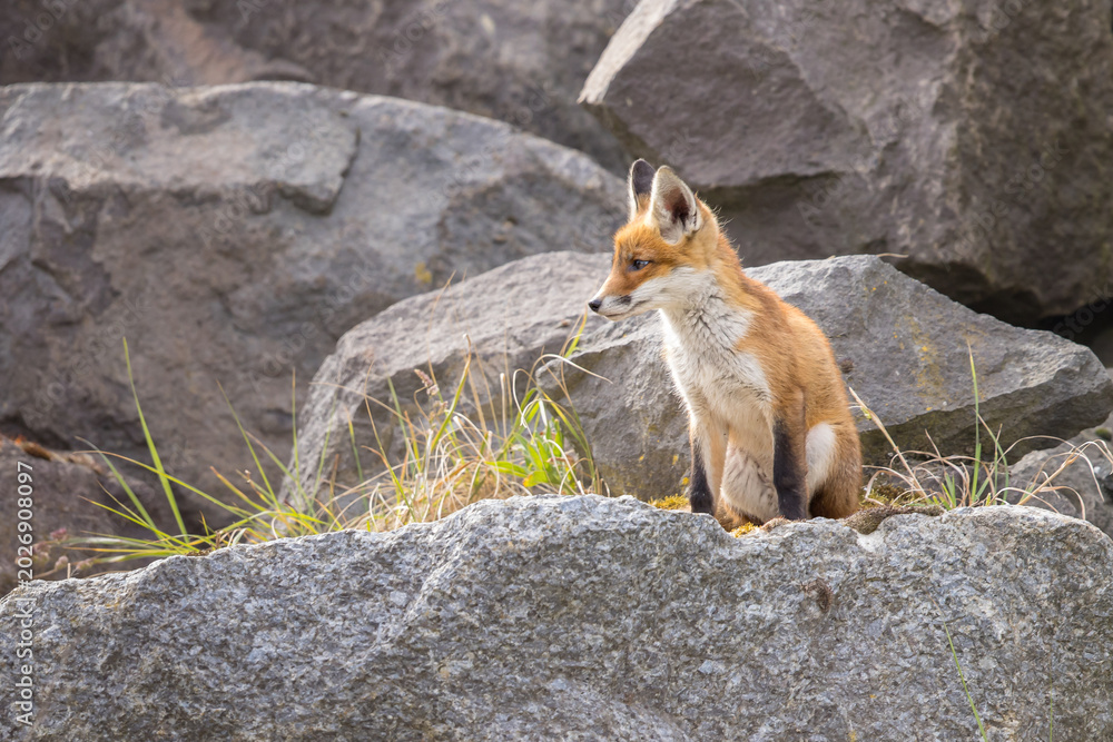 Fototapeta premium Young red fox cub in nature curious and to explore the world