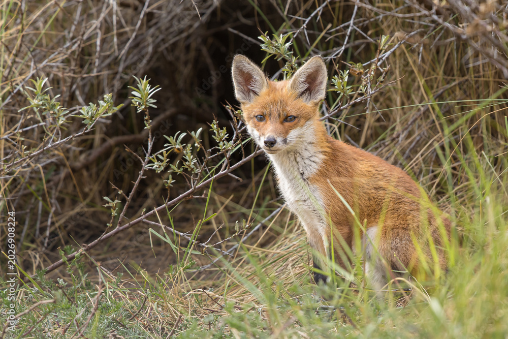 Fototapeta premium Young red fox cub in nature curious and to explore the world