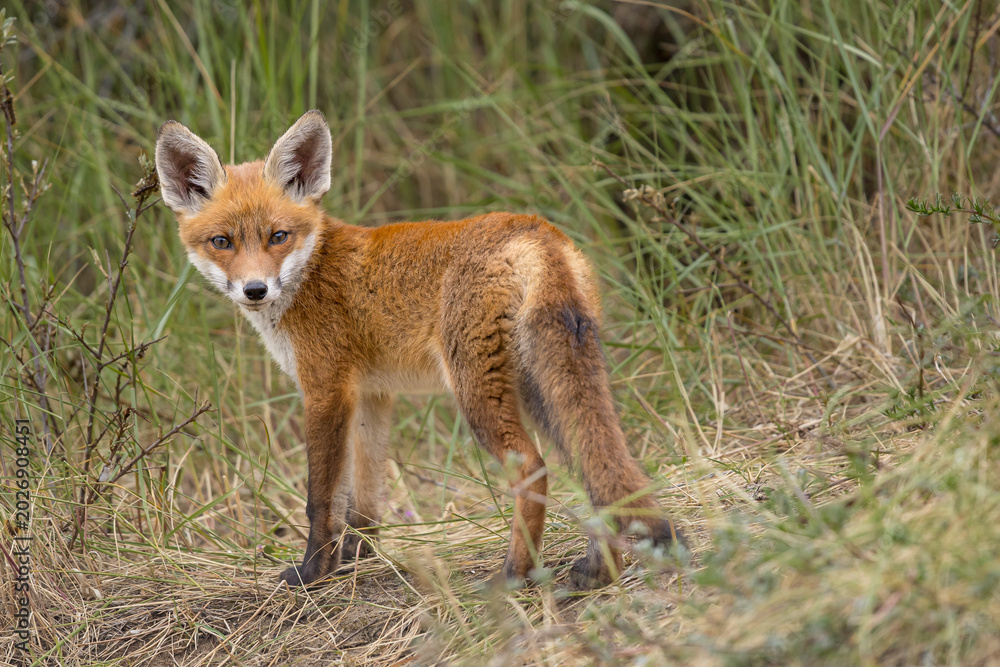 Fototapeta premium Young red fox cub in nature curious and to explore the world
