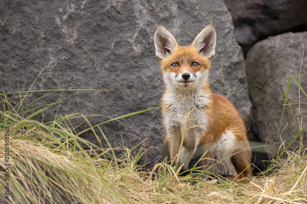 Fototapeta premium Young red fox cub in nature curious and to explore the world
