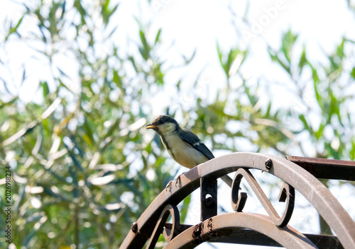 Cuadro en lienzo 花壇に飛んできた野鳥