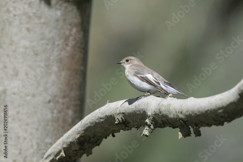 Female Pied Flycatcher, perched on a branch