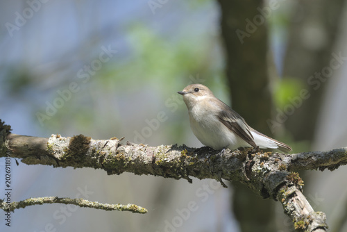 Female Pied Flycatcher, perched on a branch