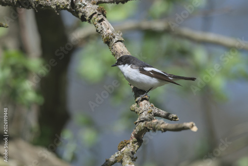 Male Pied Flycatcher, perched on a branch