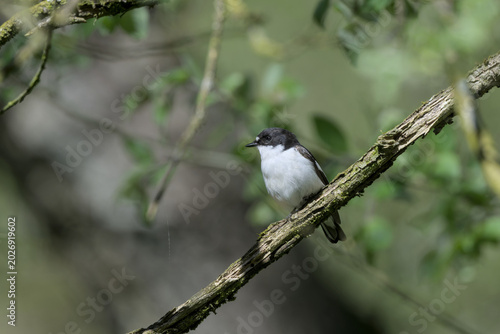 Male Pied Flycatcher perched on a branch