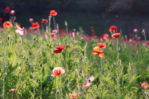 Schilderij op canvas A poppy field in the late afternoon
