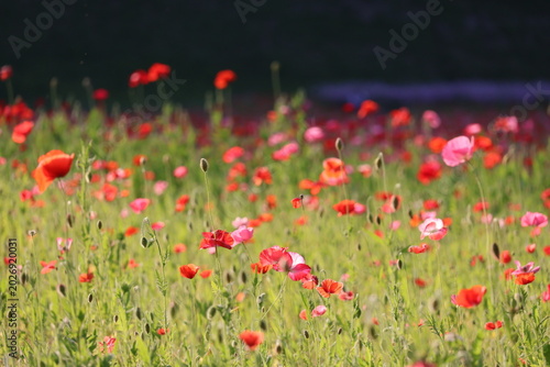 Photos A poppy field in the late afternoon