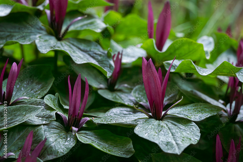Obraz premium In the hush of the rain-soaked forest, the giant purple wake-robins rose like velvet flames from the emerald leaves. Purple Trillium kurabayashii flowers emerging through glossy foliage after rain. 