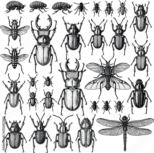 Photos Collection of Detailed Vintage Insect Illustrations Featuring Beetles, Bugs, Dra