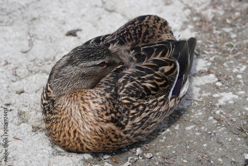 Mallard