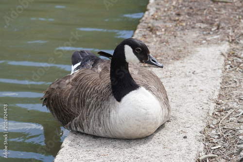 Canada goose
