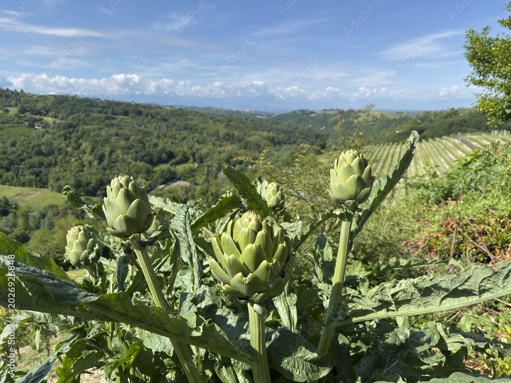 Fototapeta premium Fresh Green Artichokes Growing in a Field Overlooking the Piedmont Hills