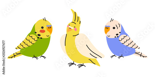Foto Vector illustration of cute domestic parrots, budgerigar and cockatiel isolated