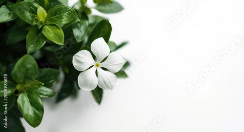 A beautiful white flower blooming amid lush green foliage on a clean white background