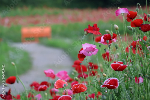 Fotografie A poppy field in the late afternoon