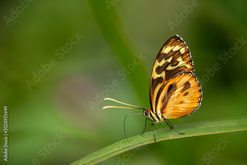 tropical butterfly on leaf