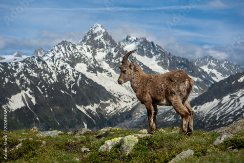 alpine ibex in the alps