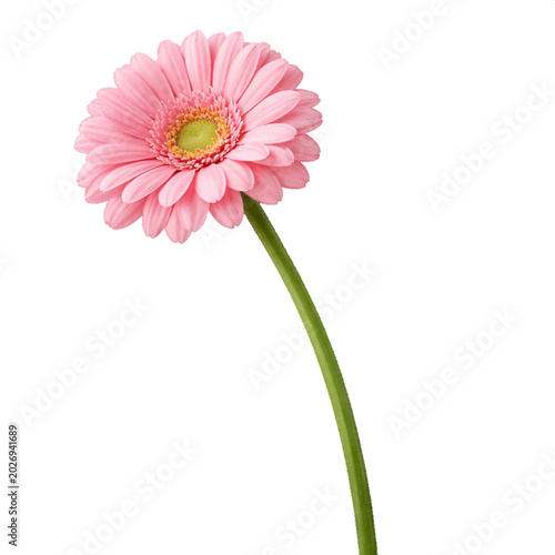 Tableau sur toile Single pink gerbera daisy flower on stem on transparent background