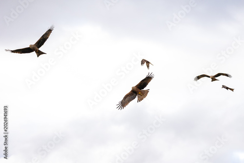 Konstfotografi Black kites flock soaring in cloudy sky, majestic raptors flying freely, bird of