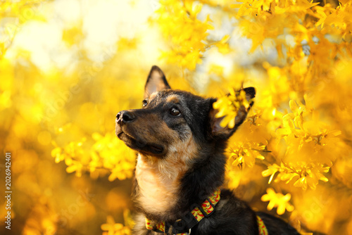 Photos Cute mixed breed dog looking up in yellow spring flowers