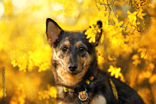 Quadro su tela Cute mixed breed dog looking at camera in yellow spring flowers