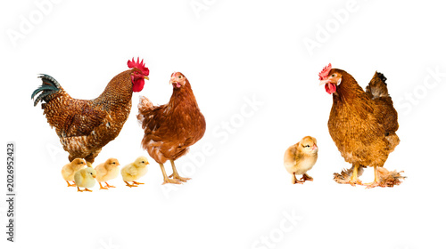 Schilderij op canvas Rooster hen chicks family isolated on white background with baby chicken animal