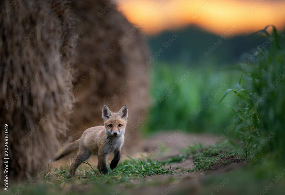 Fototapeta premium Cute young red fox ( Vulpes vulpes )