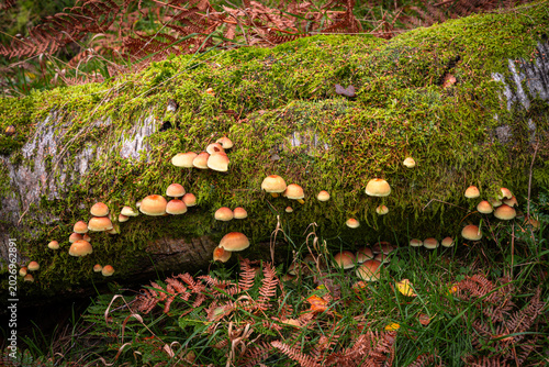 Toadstools and Moss on a Log