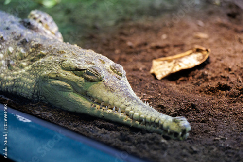 Canvastavla Crocodile Resting Inside Enclosure