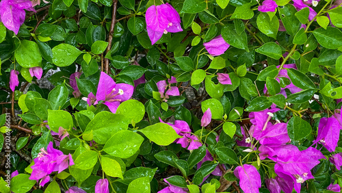 Photos A tropical bougainvillea with rich purple bracts and raindrop-dappled green leaves