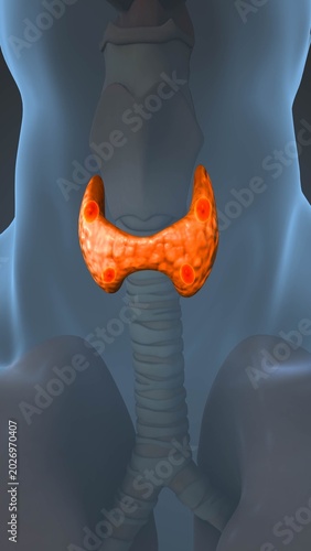 Human Parathyroid Gland Medical Concept 
