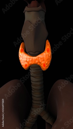 Detailed Human Parathyroid Gland Scientific Visualization