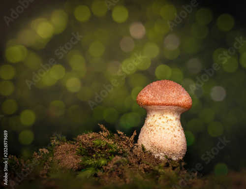 Fotografía hongo en bosque