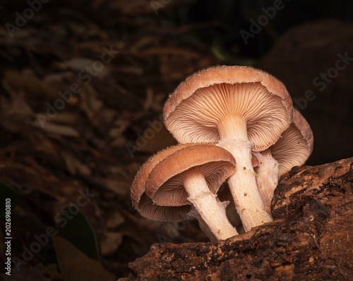 Foto Hongos