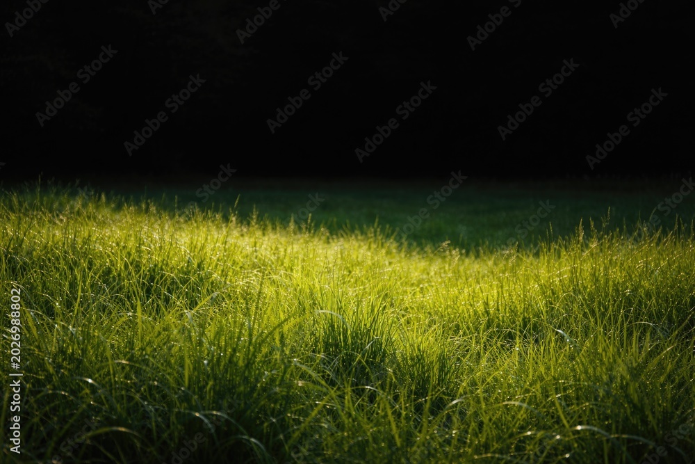 Fototapeta premium dense green pasture contrasting with a pitch black background