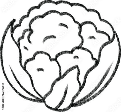 Hand drawn cauliflower line art