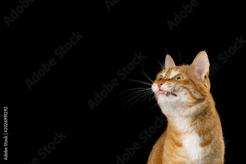 Ginger tabby cat looking sideways curious on black background