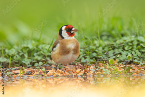 Colorful Europea goldfinch drinking from a rain puddle in natural habitat with soft light and detailed feather texture. Beautiful wild songbird captured in a peaceful wildlife scene.
