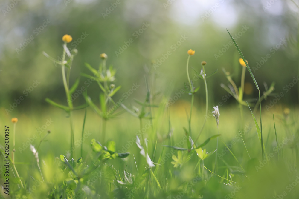 Fototapeta premium background of fresh green grass, nature in the field
